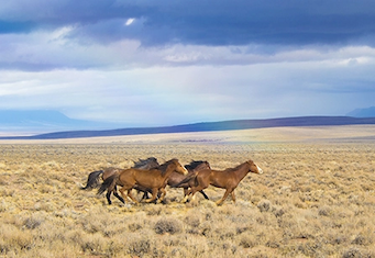 wild horses running in field