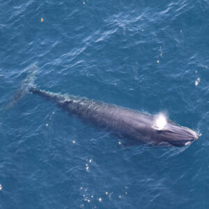 An endangered Rice's whale in the ocean