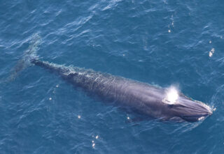 An endangered Rice's whale in the ocean