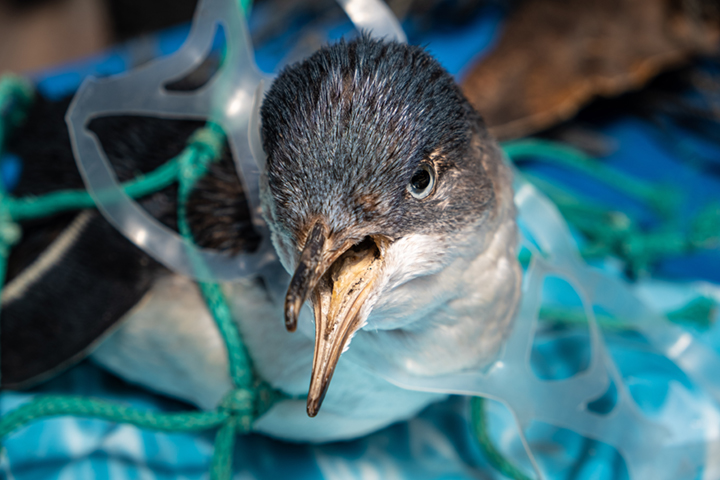 Sea bird caught in plastic can holder