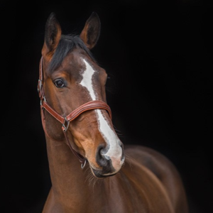Portrait of a brown and white horse wearing a halter.