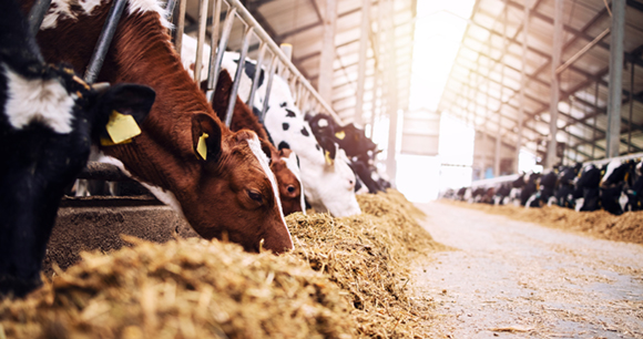 Dairy cows in a large production facility feed on hay.