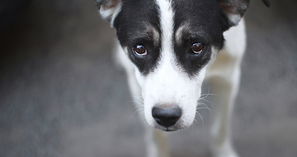 A black and white dog peers up at the camera
