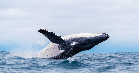 A humpback whale breaching out of the ocean.