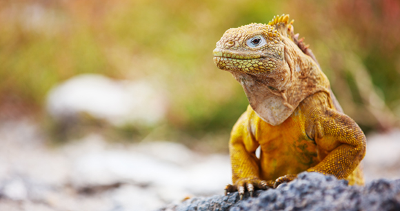 iguana on rock