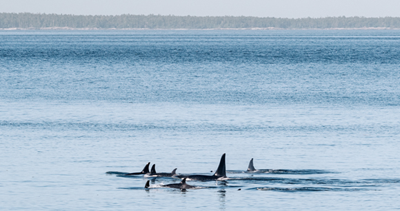 A pod of orcas swim in the ocean.