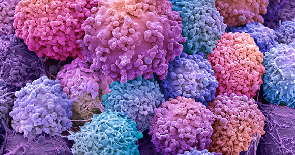 A microscopic view of organoids -collections of cells that serve as miniature three-dimensional models of various organs.