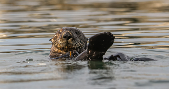 A sea otter floats on its back in calm water.
