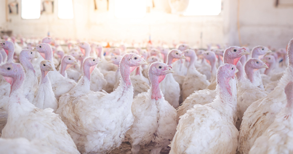 Crowded turkeys in a barn