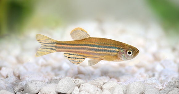 A close up of a zebrafish hovering above white gravel