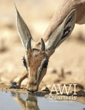 A slender Dorcas gazelle bends to drink water from a watering hole.