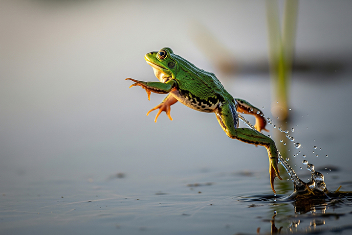 frog leaping into pond